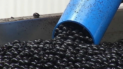 Aceituna negra, variedad estratégica del norte de Cáceres.