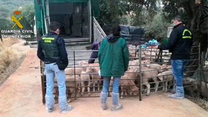 Agentes de la Guardia Civil encerrando a un rebaño de ovejas