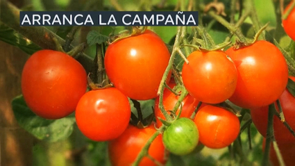 VIDI CAMPAÑA TOMATE