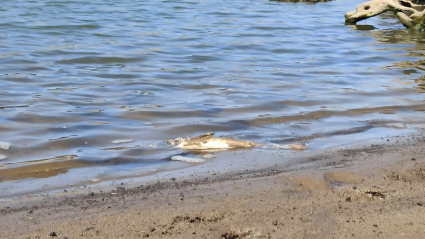 Pez muerto en el embalse de Tentudía