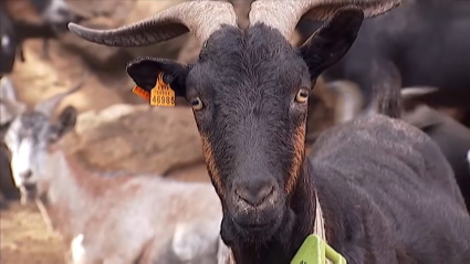 Cabrito de Extremadura