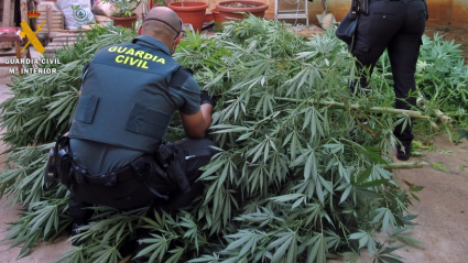 Guardia Civil incautando una plantación de marihuana en Olivenza