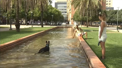 Perro bañándose en una fuente