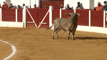 Barcarrota Toros Jaboneros 