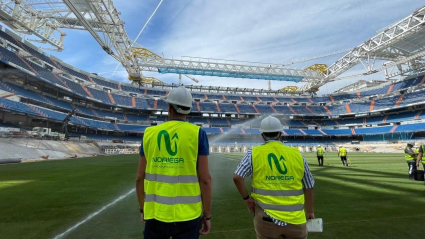 Césped extremeño para el Bernabeu