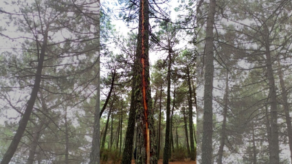 El rayo caído en este árbol ha ocasionado un incendio forestal en Robledillo de Gata