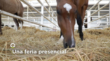 Feria de Zafra