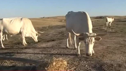 ganadería de vaca blanca cacereña