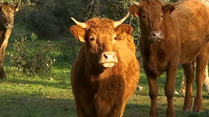 Animales en el campo extremeño