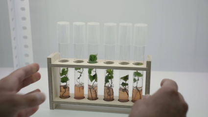 Plantas germinado en el laboratorio 