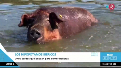 Hipopótamos ibéricos