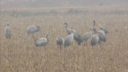 Grullas en Navalvillar de Pela