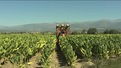 Plantación de tabaco  en la comarca de La Vera
