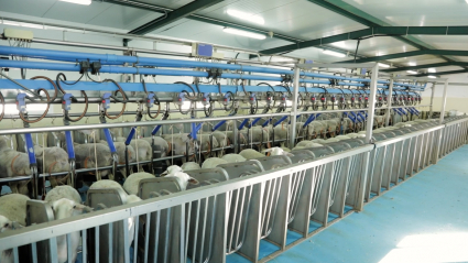 Gracias a la tecnología implantada en la explotación saben, por ejemplo, la cantidad exacta de leche que da cada oveja 