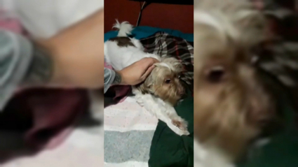 Un perro sufre un ataque tras una traca de petardos