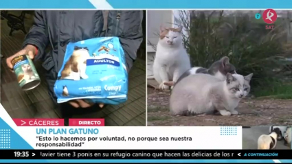Las colonias de gatos en Cáceres