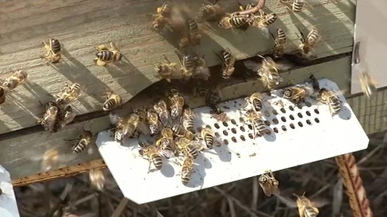 La polinización de las abejas
