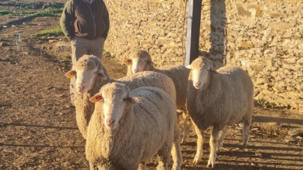 Ejemplares de carneros descendientes de cruce entre Cabaña Perales y merino australiano  Fuente de los Romeros