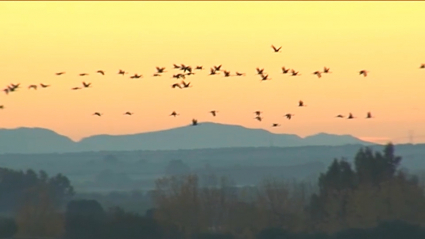 Grullas sobrevolando Extremadura