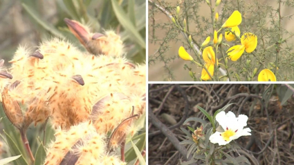 Flores brotadas en pleno invierno en la región