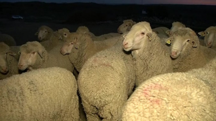 Unas nuevas ovejas