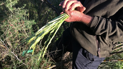 Los espárragos de Almoharín