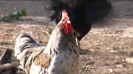 La gripe aviar en Extremadura