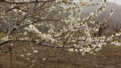 Cerezo en flor en el Valle del Jerte