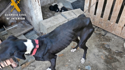 Uno de los animales maltratados en Zafra