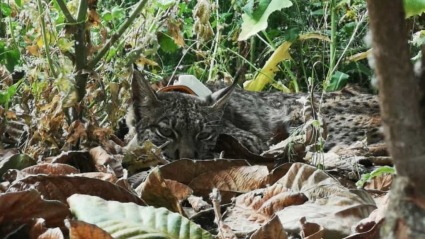 Selva, lince visto en Esparragosa de Lares