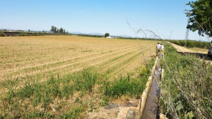 Explotación de Valdivia que ha cambiado la plantación de maíz por la de girasol