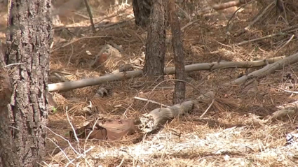 Combustible vegetal almacenado en el Parque Nacional de Monfragüe