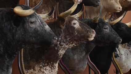 Ecuextre Canal Extremadura Tierra de toros