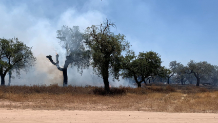 Incendio en la zona de Manantío, en Badajoz