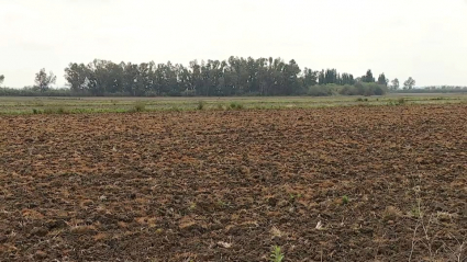 Explotación sin sembrar en la zona de regantes del Canal de Orellana