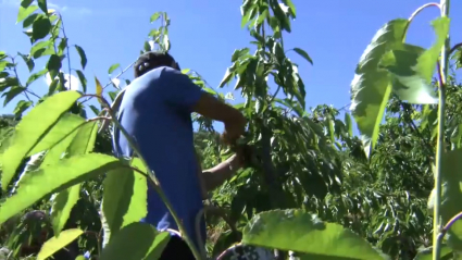 Jornalero recogiendo cerezas