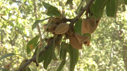 Plantación de almendros en Talavera la Real