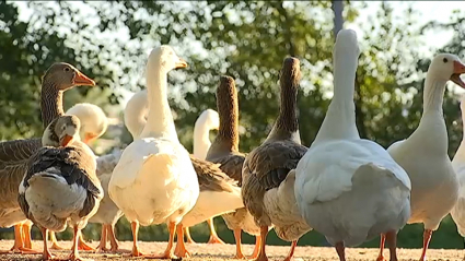 Ocas y gansos en el parque del río de Mérida