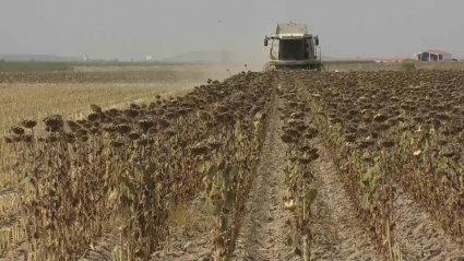 Campaña del girasol en Extremadura