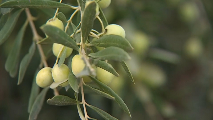 Vuelve la recogida de la aceituna