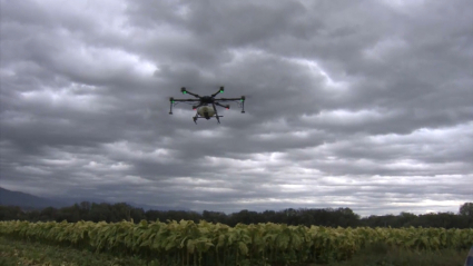 Dron sobre una plantación de tabaco