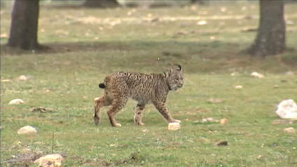 Imagen de un lince ibérico 