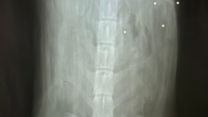 Radiografía del perro que recibió los disparos