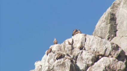 Varios buitres posados en una cresta en Monfragüe