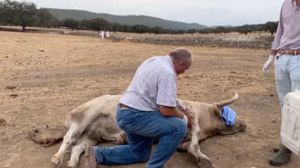 Antonio Albarrán Veterinarios Campo Bravo Tierra de Toros Canal Extremadura