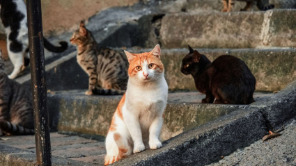 gatos en la calle