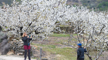 Cerezo en flor