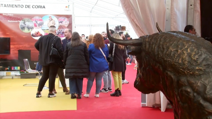 Feria del Toro en Coria