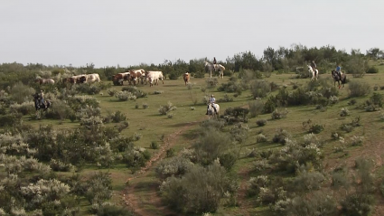 Bueyes Cabestros Mansos Parada Perico Valle Moraleja Tierra de Toros canal Extremadura