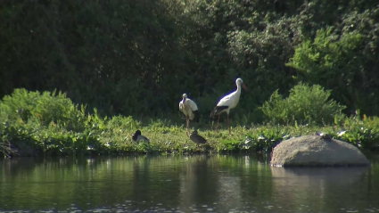 Malpartida de Cáceres rinde tributo a las aves de nuestros cielos